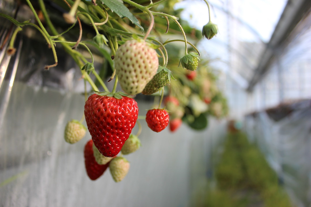 【先行予約＿2026年出荷分】完熟冷凍イチゴ　3kg（約11.4パック相当）恋みのり、かおり野　から厳選　【 いちご 果物 フルーツ 苺 イチゴ 冷凍 果物 フローズン くだもの 大容量 静岡県産 期