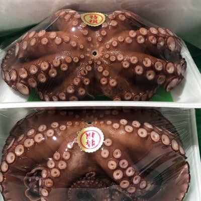 八幡浜発!竹中水産のたっぷり「浜茹で地蛸」三昧!1.5kg前後【F22−189】【配送不可地域：離島】【1043154】