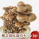 【ふるさと納税】椎茸 栽培 菌床キット1個 2個 4個 生椎茸 生しいたけ しいたけ きのこ 出汁 肉厚 料理 菌 栽培ブロック 採れたて とれたて 夏休み 自由研究 園芸 食育 岩手 岩手県 金ケ崎 金ケ崎町 新着