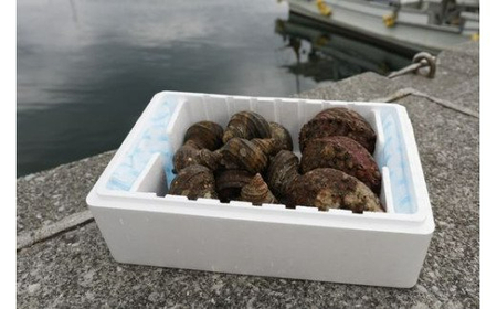 【数量限定】佐田岬海士のあわび・さざえセットA 計3kg ※北海道・東北地方・沖縄・離島への配送不可 IKTJ001