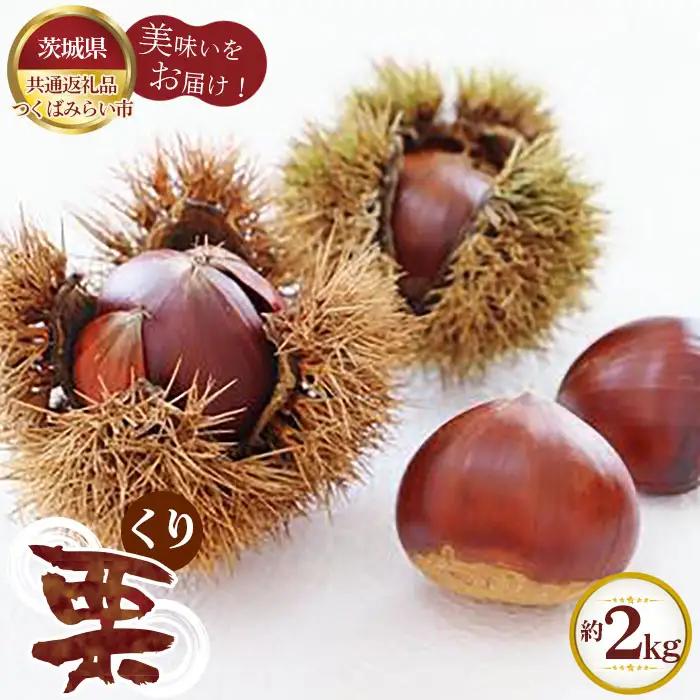 【先行予約】栗　約2kg【茨城県共通返礼品 つくばみらい市】 No.292