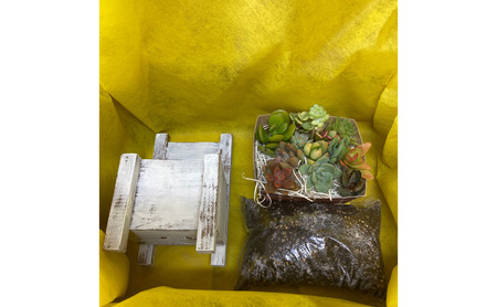 多肉植物 じぶんで植える 多肉 寄せ植えキットA 木椅子型 プランター 全3色 インテリア 植物 寄せ植え ガーデニング 福岡 小郡市 黄色