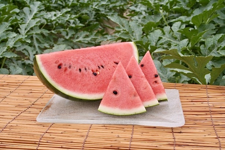 【先行受付】松本市 波田産 すいか 2L（7kg～8kg)│ 信州 松本市 長野県 西瓜 すいか 果物 スイカ フルーツ くだもの 新鮮 果汁 ジューシー 大きい ふるーつ