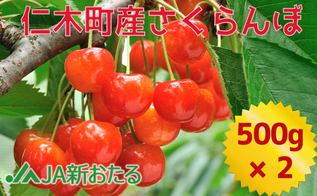 北海道 仁木町産 7月旬 さくらんぼ 1kg（500g×2） サクランボ チェリー フルーツ 果物 果物類  仁木町 仁木 [JA新おたる]