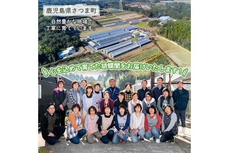 s098 ＜2024年2月より順次発送＞ミディ胡蝶蘭切花(MIX5本セット)【日野洋蘭園】