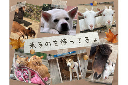 自然の中で動物とふれあい＆乗馬体験【1名】CC-1