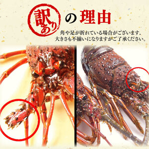 冷凍 伊勢海老 2~3尾 約500g 訳あり伊勢海老