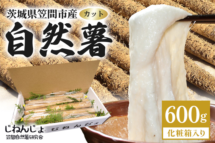 笠間自然薯研究会の自然薯カット 約600g 長芋 とろろ とろろご飯 野菜 ねばねば 健康食品 美容効果 笠間市産 茨木県産 栄養たっぷり ギフトに最適 新鮮 国内生産 高級根菜 美容と健康に 美味し