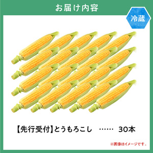 [2.41-263]　高橋農産鮮度抜群とうもろこし30本