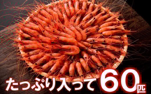 【 姫丸 の 子持ち 甘エビ 超特大 ・ 60匹 丸ごと 昆布〆 】 2026年 1月 - 6月 発送
