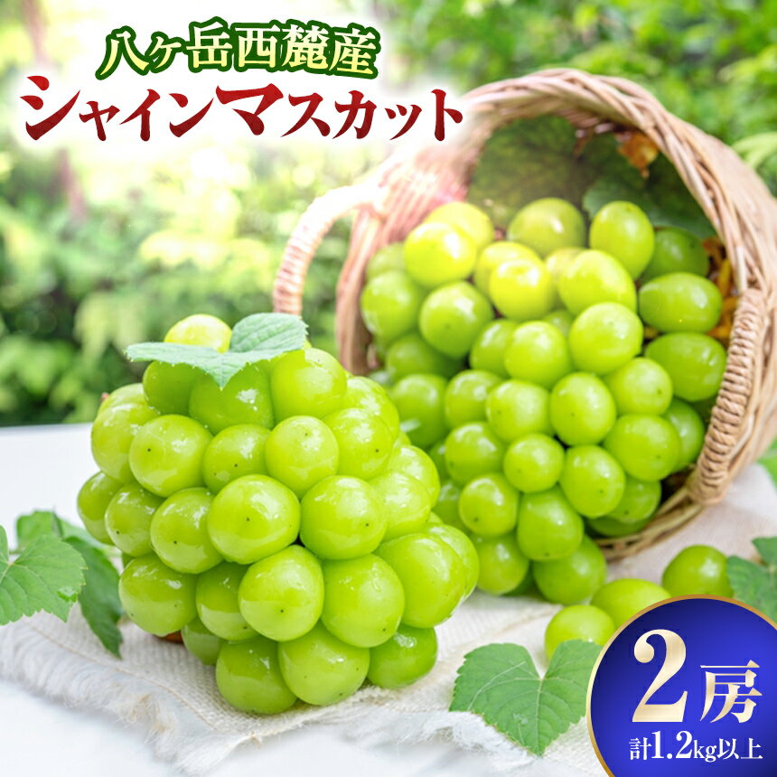 【ふるさと納税】 シャインマスカット 八ヶ岳西麓産 シャインマスカット 2房 ( 計 1.2kg 以上 ) | シャインマスカット 葡萄 ぶどう くだもの フルーツ 新鮮 グルメ 信州 八ヶ岳 長野県 諏訪郡 原村