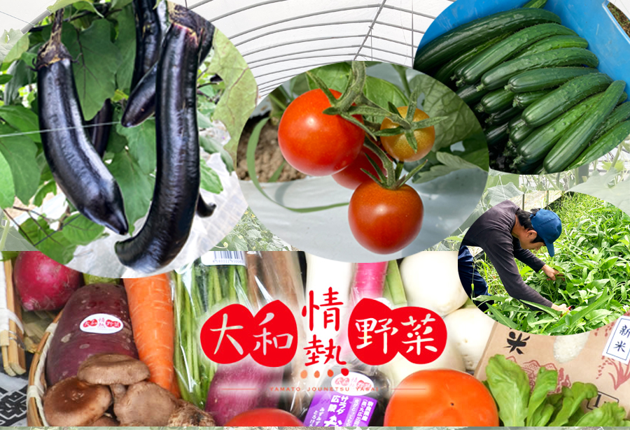 大和情熱野菜の玉手箱／旬の野菜セット///旬 野菜 季節 セット 詰合せ 厳選 春 夏 秋 冬 直送 農家 無農薬 奈良県 広陵町