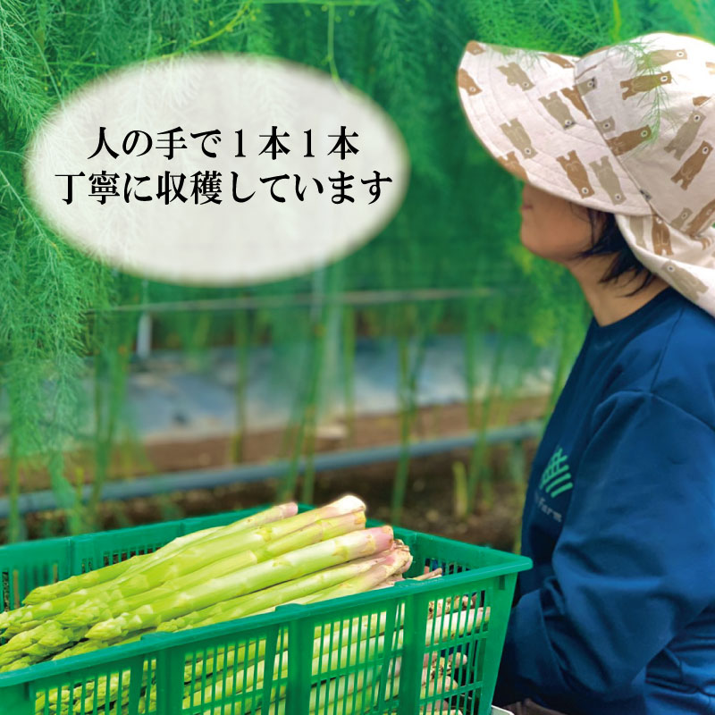 アスパラガス Lサイズ 1kg 2025年 4月から 発送 せいくらべ アスパラ 季節 春 野菜 新鮮 旬 煮物 炒め物 漬物 鍋 味噌汁 家庭用 弁当 惣菜 おかず 健康 栄養 Anto Farm 