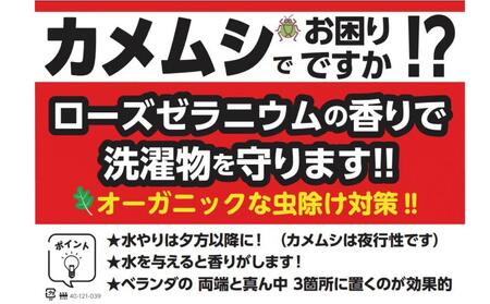 虫よけ効果 ローズゼラニウム 中サイズ苗 3個セット（鉢つき）