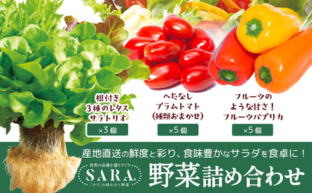野菜 サラ詰め合わせセット　野菜セット