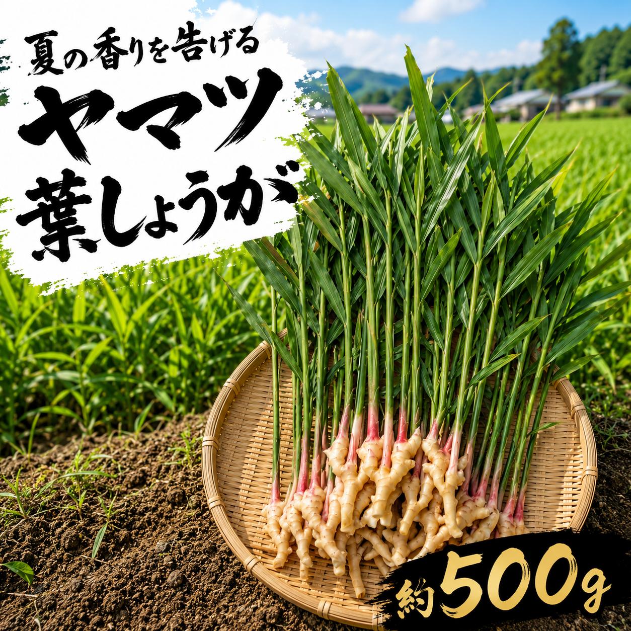 
                  ヤマツ 葉しょうが 500g 野菜 農産物 旬 新鮮 産地直送 冷蔵発送 みしまるかん JA  国産 葉ショウガ しょうが ショウガ 生姜 箱根西麓三島野菜 静岡県 三島市
                