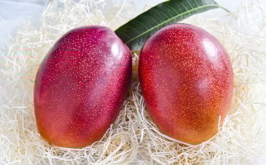 【ANA限定】西都市産完熟マンゴー3Ｌ×2玉（約900ｇ）スターフルーツカンパニー【先行予約】＜1.8-26＞2026年発送分 果物 くだもの フルーツ 宮崎県西都市