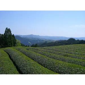 【新茶】ギフト用 八女新茶　八十八夜摘み（100g×2袋）【2026年5月発送開始】 013-005-GFT