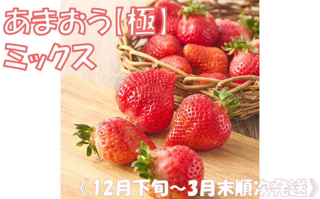 《12月下旬～3月末順次発送》あまおう【極】ミックス【とまとのまつお】_AS2157-00 いちご あまおう サイズミックス 不揃い 福岡県宗像市 宗像市 福岡 宗像