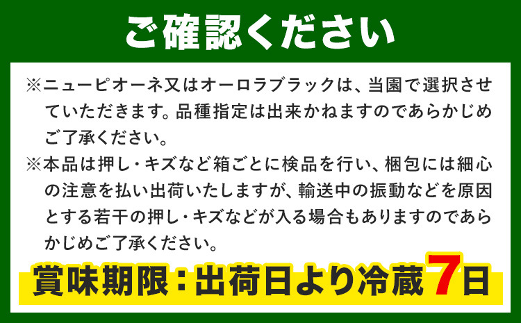 【先行予約】ぶどうの宝石箱 1箱 36粒 たけまさぶどう園 《2025年8月上旬-10月中旬頃出荷》岡山県 浅口市 シャインマスカット ニューピオーネ オーロラブラック フルーツ 果物 くだもの ぶど