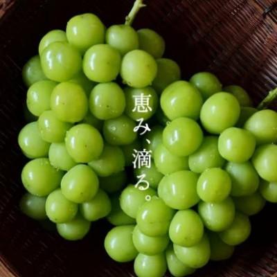 ふるさと納税 山梨市 SINKA-真果-(シャインマスカット スパークリングワイン)1本 |  | 02