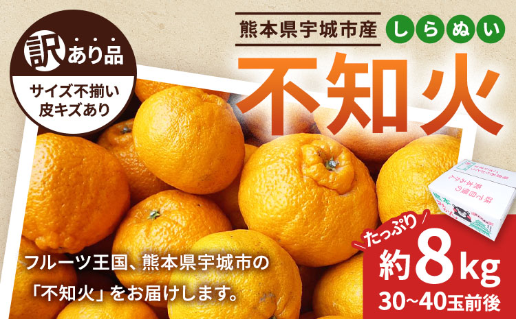 【先行予約】 不知火 訳あり 約8kg しらぬい 柑橘 フルーツ 果物 果実 みかん 蜜柑 ミカン 熊本県 宇城市産 【2026年2月下旬から4月上旬発送予定】