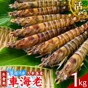 【ふるさと納税】【久米島漁協】活〆冷凍車海老　生食用1kg 海の幸 海鮮 車えび クルマエビ 車海老 高級食材 生食 刺身 鮮度抜群 プリプリ 甘み 旨味 塩焼き 天ぷら 素揚げ フライ パスタ ピザ BBQ シーフード