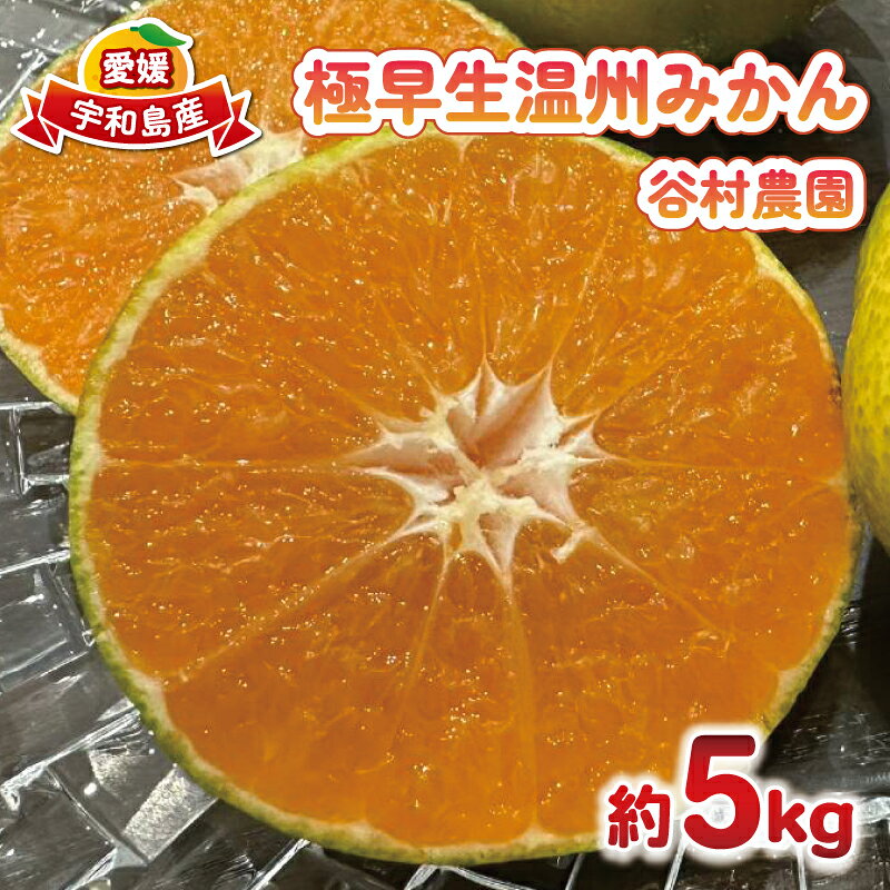 【ふるさと納税】 温州みかん 極早生 5kg 谷村農園 温州 愛媛みかん 愛媛蜜柑 愛媛ミカン みかん うんしゅう ミカン 蜜柑 mikan 果物 フルーツ 柑橘 甘い 甘味 産地直送 農家直送 数量限定 国産 愛媛 宇和島 B016-201003