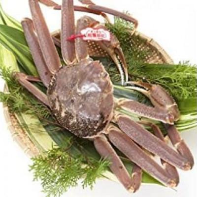 ふるさと納税 琴浦町 【先行予約】ブランドタグ付き 松葉ガニ(生)　1枚(800g以上)　【年明け配送】