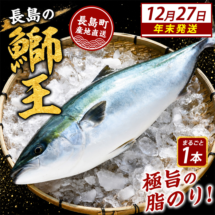 ＼年末発送 先行予約／【12月27日発送】鰤王ラウンド（約3.5kg～）テレビで紹介ぶりの王様「 鰤王 」 まるごと 1本 ラウンド 先行予約 産地直送 長島町 特産品 ブランド 鰤 冷蔵 ふるさと納税 ぶり 刺身 ぶりしゃぶ ぶり大根 海鮮丼 年末年始発送 【JFA】_jfa-7115-27
