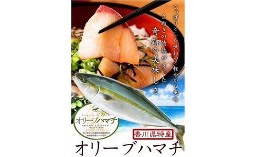 オリーブハマチ ハーフ（半身カット）【予約受付：令和6年10月中旬頃から出荷開始！】【B-811】