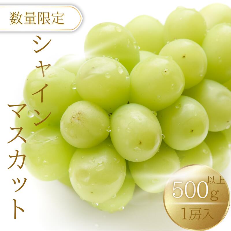 【ふるさと納税】 シャインマスカット 500g 以上 1房 入り 紀美野町産【2025年9月上旬～順次発送致します。】《 レビューキャンペーン 実施中 ! 》/ ぶどう ギフト 贈答 旬 フルーツ 果物 和歌山 9月