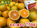 【ふるさと納税】訳あり傷多め【極早生・有田みかん】約7.5kg（サイズおまかせ）| フルーツ 果物 蜜柑 ミカン オレンジ 有田産 和歌山産 産地直送※着日指定不可 ※10月中旬頃〜11月下旬頃に順次発送予定