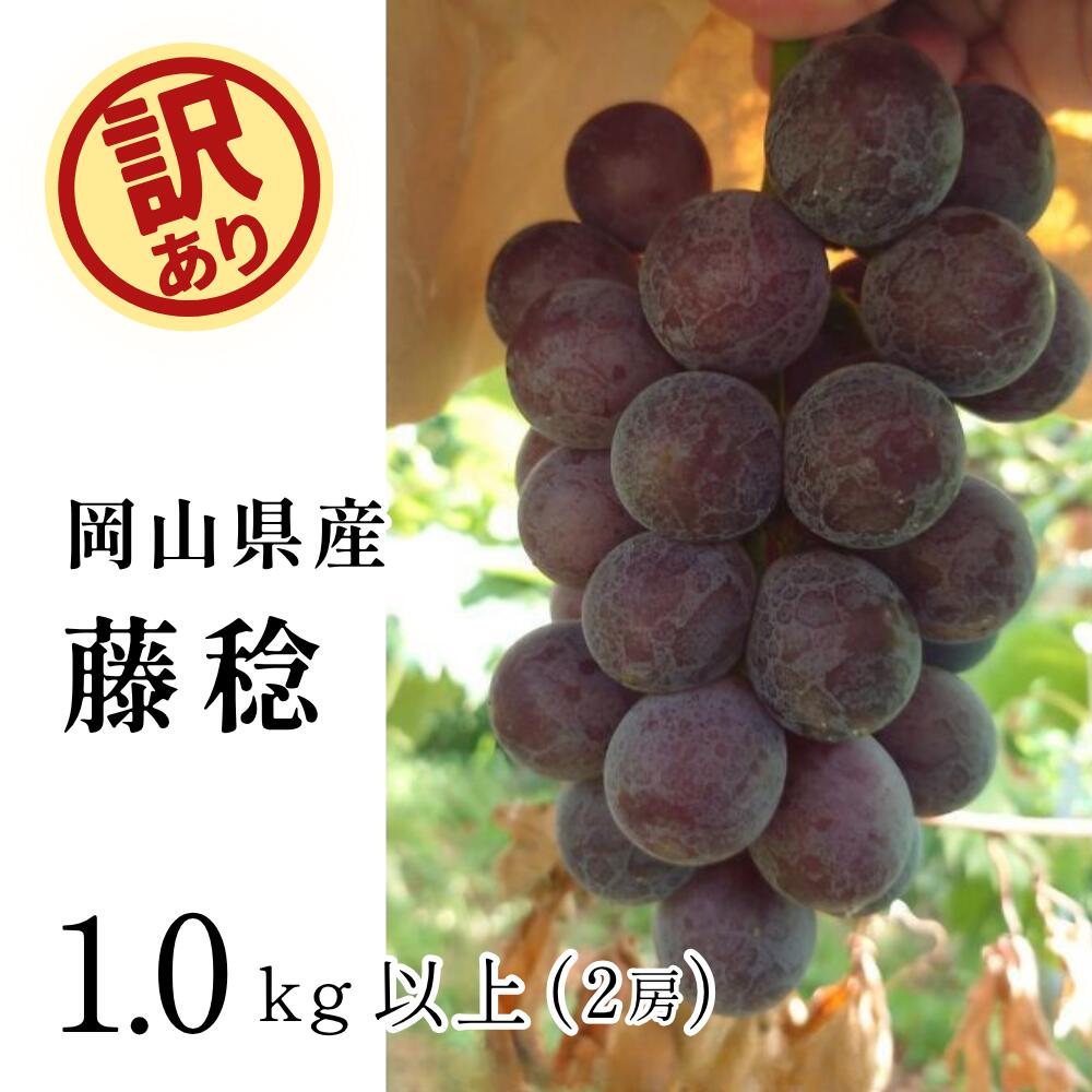 【ふるさと納税】 訳あり藤稔 岡山 ぶどう 1kg 以上（2房）【2026年 先行予約】 ブドウ 送料無料 くだもの 国産 2026年発送 期間限定 人気 数量限定 ギフト 産地直送 朝採れ 新鮮 ぶどう 葡萄 先行予約 フルーツ 果物 岡山 甘い 美味しい ピオーネ