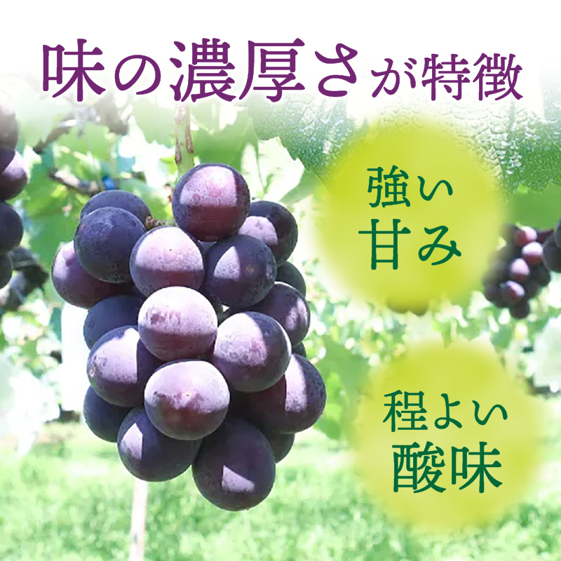 種無し巨峰 約4kg（約10房） 2025年 先行予約 種なしぶどう ［098O04］_イメージ3