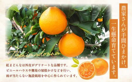 愛媛の旬の柑橘 「紅まどんな」約1.7kg 4L～Lサイズ 6～10個（青マル以上）【2026年12月発送予定】（11-2）紅まどんな 紅マドンナ まどんな マドンナ みかん ミカン 蜜柑 果物 くだ