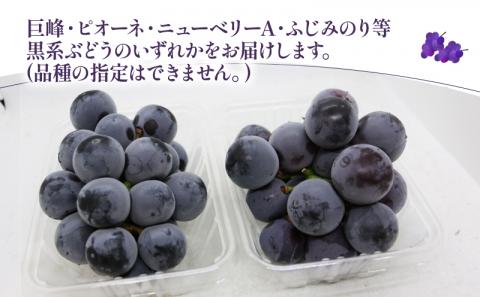  ぶどう 1kg マル南フルーツ 先行予約 数量限定 巨峰 ピオーネ ニューベリーA ふじみのり 黒系 品種 おまかせ 人気 果物 フルーツ 国産 愛媛 宇和島 F010-106031