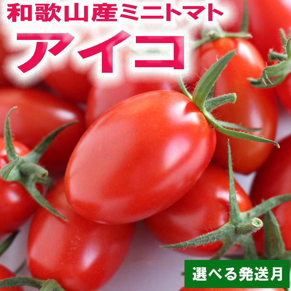 【ふるさと納税】【選べる内容量・発送時期】和歌山産ミニトマト「アイコトマト」約1～2kg（M・Lサイズおまかせ）