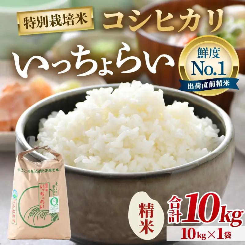 【先行予約】【令和8年産・新米】【一等米】特別栽培米いっちょらい 精米 10kg×1袋 ／福井県産 ブランド米 コシヒカリ ご飯 白米 新鮮 大賞 受賞 ※2026年10月上旬以降順次発送予定 [aw012-a040]