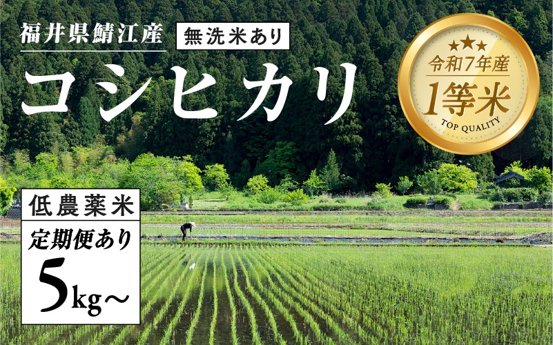 
            【令和7年産 新米！】【2025年9月下旬以降 順次発送予定】福井県産 おしどり米 内農米コシヒカリ 5kg［M-00503］/内農米 10kg /定期便 3ヶ月/6ヶ月 5kg10kg / 無洗米 5kg/ こしひかり 有機栽培 白米 精米 ご飯 コメ ごはん ライス 産地直送 鯖江市
          