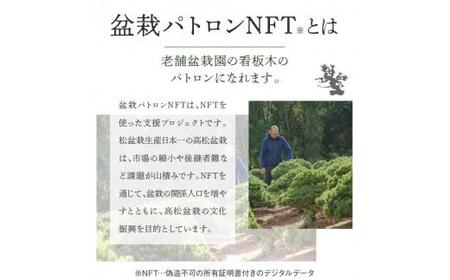 NFT クラウドファンディング 盆栽パトロン 高松盆栽 支援 非日常体験 盆栽パトロンNFT ブラックランク【T183-002】