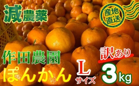 【訳あり】作田農園直送！ポンカンＬサイズ3kg 減農薬 有機肥料 ポンカン ぽんかん くだもの 果物 フルーツ 柑橘 かんきつ みかん ミカン 人気