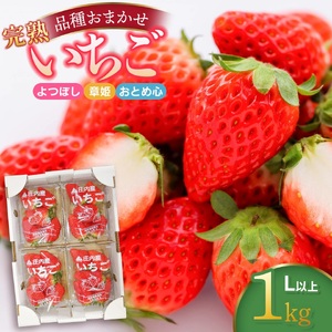 【令和8年産】 庄内産 完熟いちご 詰め合わせ (品種おまかせ) 1kg Lサイズ以上　株式会社 鶴岡中央青果 | 厳選 苺 東北 山形 鶴岡 庄内産 甘い イチゴ 産地直送 よつぼし 章姫 おとめ心 春 旬 果物