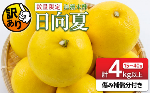 先行予約 訳あり 海藻木酢 日向夏 小夏 計4kg以上 傷み補償分付き 期間限定 数量限定 フルーツ 果物 くだもの 柑橘 みかん 訳アリ 国産 食品 デザート おやつ おすそ分け おすすめ ご家庭用 ご自宅用 B品 傷 マーマレード 産地直送 宮崎県 日南市 送料無料_ZZ19-23