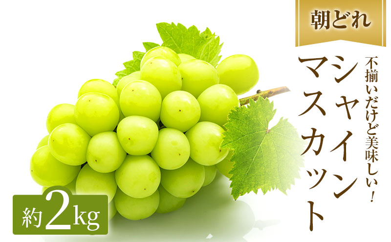 シャインマスカット 約2kg ご家庭用 辻葡萄園 ぶどう 葡萄 フルーツ 果物 岡山県産