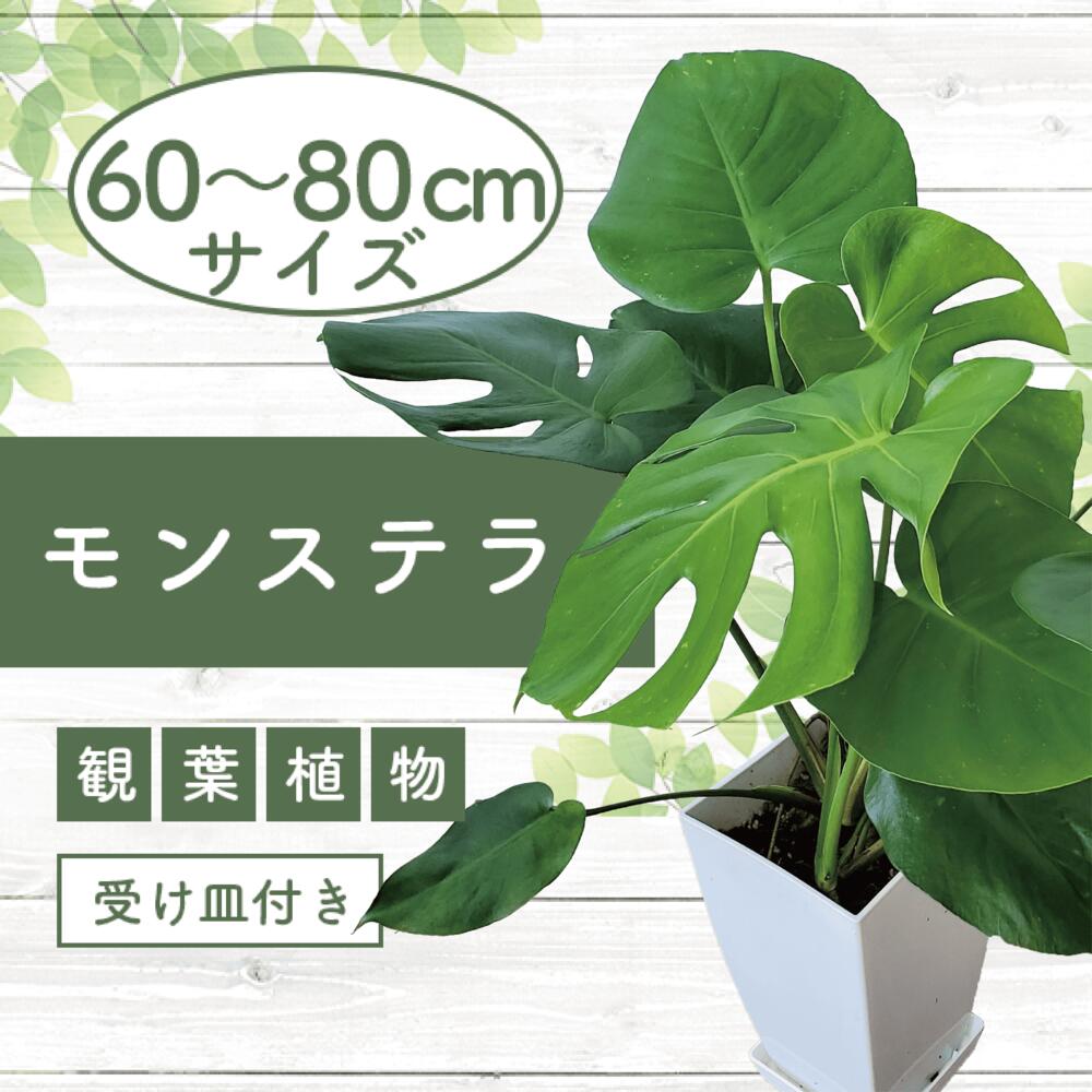 【ふるさと納税】モンステラ(鉢底より60cm～80cm)南国鹿児島県で育った観葉植物！※北海道・沖縄・離島配送不可※ 植物 鉢付 インテリア 室内 オフィス おしゃれ プレゼント ギフト マイナスイオン【GreenBase】