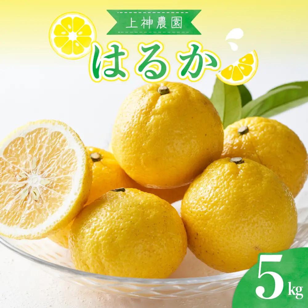 先行受付 2027年2月上旬～発送 はるか 約5kg 上神農園 柑橘