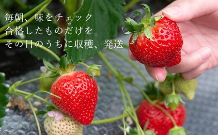 【2025年3月～4月お届け】★たっぷり！2倍の量★武下さんちの「完熟あまおう」3Lサイズ 900g入り