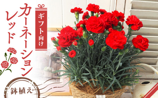 【先行受付】 母の日 カーネーション レッド 赤 ギフト プレゼント 鉢植え 5号鉢 京都 久御山 贈り物 デルムンド