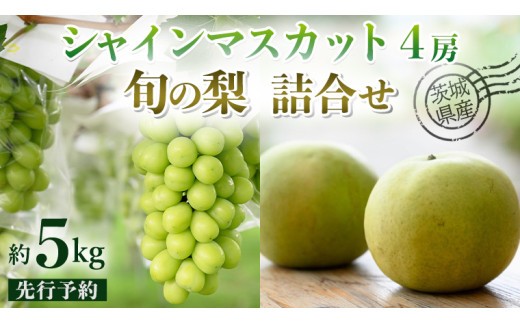 
                  【 先行予約 】茨城県産 シャインマスカット4房と旬の梨詰め合わせ 約5kg ( 茨城県共通返礼品 : 常陸太田市 )【 2026年 9月中旬頃より発送 】 梨 ナシ なし 和梨 シャインマスカット フルーツ ぶどう 葡萄 ブドウ マスカット 果物  期間限定 数量限定
                